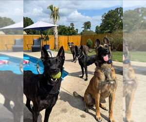 German Shepherd Dog-Unknown Mix Dogs for adoption in Imlay City, MI, USA