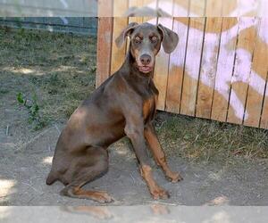 Doberman Pinscher Dogs for adoption in West Valley, UT, USA