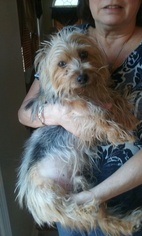 Silky Terrier Dogs for adoption in Centreville, VA, USA