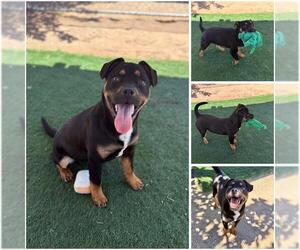 Rottweiler-Unknown Mix Dogs for adoption in HESPERIA, CA, USA