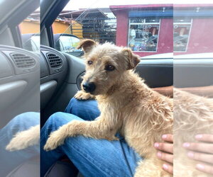 Mutt Dogs for adoption in San Diego, CA, USA