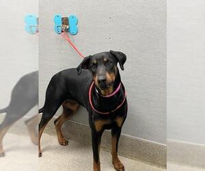 Doberman Pinscher-Unknown Mix Dogs for adoption in Las Vegas, NV, USA
