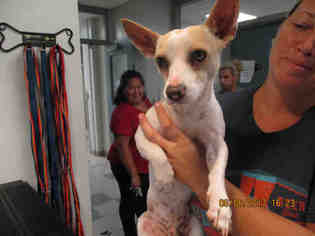 Chihuahua Dogs for adoption in Oklahoma City, OK, USA