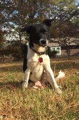 Jack-Rat Terrier Dogs for adoption in Decatur, GA, USA