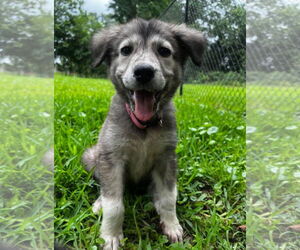 Huskies -Unknown Mix Dogs for adoption in Rockaway, NJ, USA
