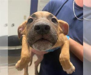 American Pit Bull Terrier-Unknown Mix Dogs for adoption in Bakersfield, CA, USA