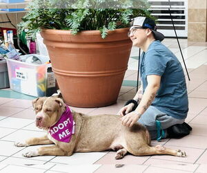 American Staffordshire Terrier-Unknown Mix Dogs for adoption in Rochester, NY, USA