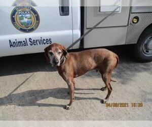 Redbone Coonhound Dogs for adoption in Pearland, TX, USA