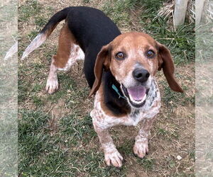 Beagle Dogs for adoption in Batavia, OH, USA