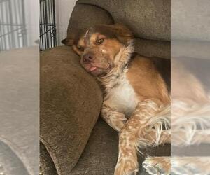 Australian Shepherd-Unknown Mix Dogs for adoption in San Antonio, TX, USA