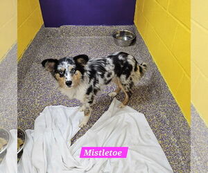 Mutt Dogs for adoption in Metairie, LA, USA