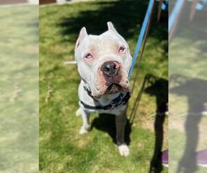 Bullypit Dogs for adoption in Berkeley , CA, USA