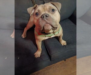 American Staffordshire Terrier-Bulldog Mix Dogs for adoption in Princeton, MN, USA