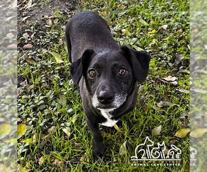 Mutt Dogs for adoption in Irvine, CA, USA