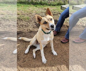 Mutt Dogs for adoption in Batavia, NY, USA