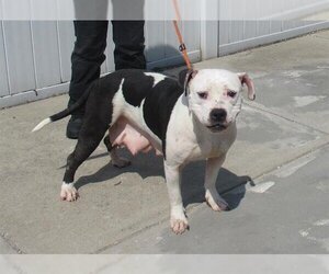 American Pit Bull Terrier Dogs for adoption in Louisville, KY, USA