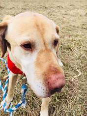 Golden Retriever Dogs for adoption in Paw Paw, WV, USA