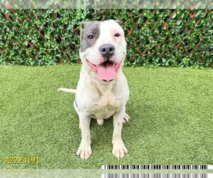 American Pit Bull Terrier Dogs for adoption in West Palm Beach, FL, USA