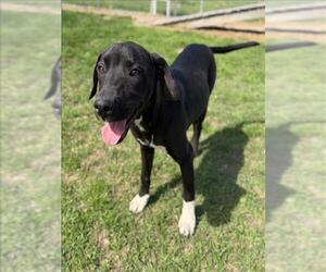 Black and Tan Coonhound-Unknown Mix Dogs for adoption in Conroe, TX, USA