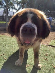 Saint Bernard Dogs for adoption in Ventura, CA, USA