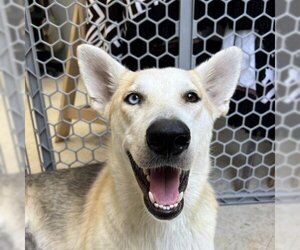 German Shepherd Dog Dogs for adoption in Austin, TX, USA
