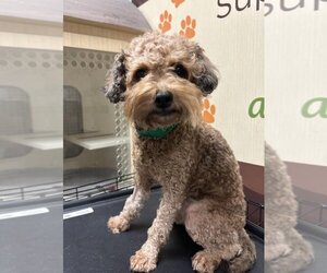 Goldendoodle (Miniature) Dogs for adoption in Lakewood, CO, USA