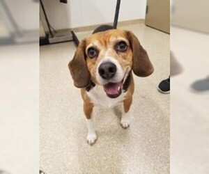 Beagle Dogs for adoption in Newfoundland, PA, USA