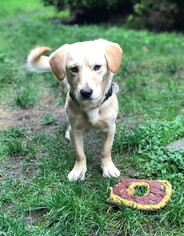 Golden Retriever-Unknown Mix Dogs for adoption in Issaquah, WA, USA