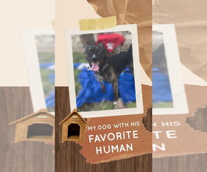 Chihuahua Dogs for adoption in FRAMINGHAM, MA, USA