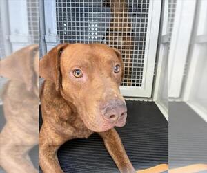 Labrador Retriever-Unknown Mix Dogs for adoption in San Bernardino, CA, USA