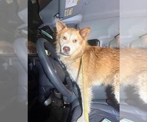 Siberian Husky-Unknown Mix Dogs for adoption in San Antonio, TX, USA