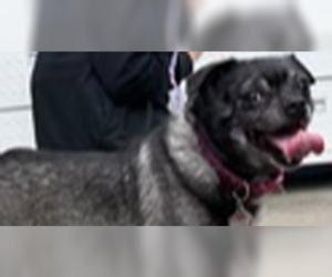 Pug-Shih Tzu Mix Dogs for adoption in Evansville, IN, USA