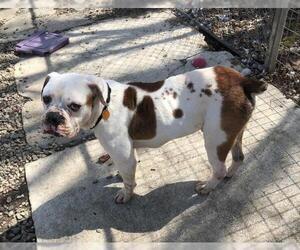 American Bulldog Dogs for adoption in Danbury, CT, USA