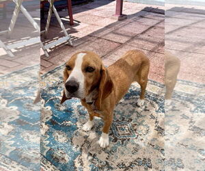 Beagle Dogs for adoption in Tampa, FL, USA