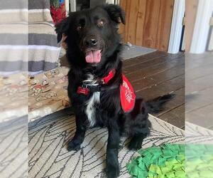 Mutt Dogs for adoption in Louisville, KY, USA