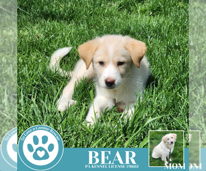 Great Pyrenees-Unknown Mix Dogs for adoption in Kimberton, PA, USA
