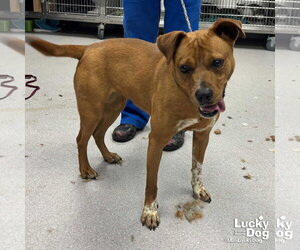 Labrador Retriever-Unknown Mix Dogs for adoption in Washington, DC, USA