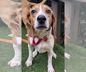 Beagle Dogs for adoption in Dunnellon, FL, USA