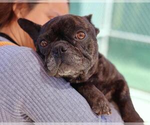 French Bulldog Dogs for adoption in Martinez, CA, USA