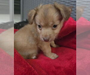 Chihuahua-Unknown Mix Dogs for adoption in Virginia Beach, VA, USA