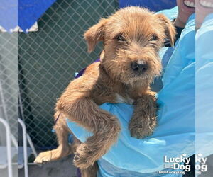 Cairn Terrier-Unknown Mix Dogs for adoption in Washington, DC, USA