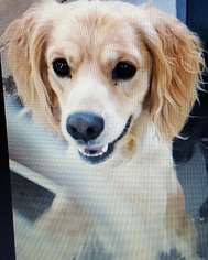 Cocker Spaniel Dogs for adoption in Carrollton, TX, USA
