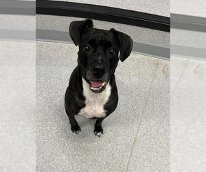 American Bulldog Dogs for adoption in Toronto, Ontario, Canada