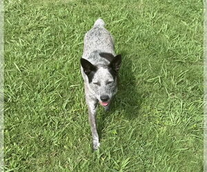 Mutt Dogs for adoption in Garden City, NY, USA