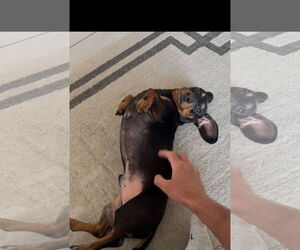 Dachshund Dogs for adoption in Fruitland, SC, USA