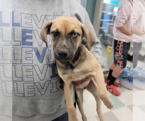 German Shepherd Dog-Unknown Mix Dogs for adoption in Oklahoma City, OK, USA