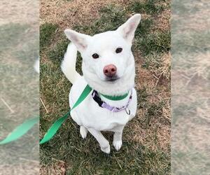 Mutt Dogs for adoption in Waterford, VA, USA