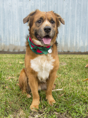 Australian Retriever Dogs for adoption in Houston, TX, USA