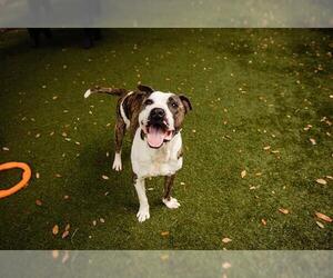 American Pit Bull Terrier Dogs for adoption in Orlando, FL, USA