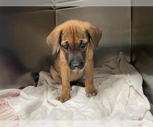 German Shepherd Dog Dogs for adoption in Waco, TX, USA